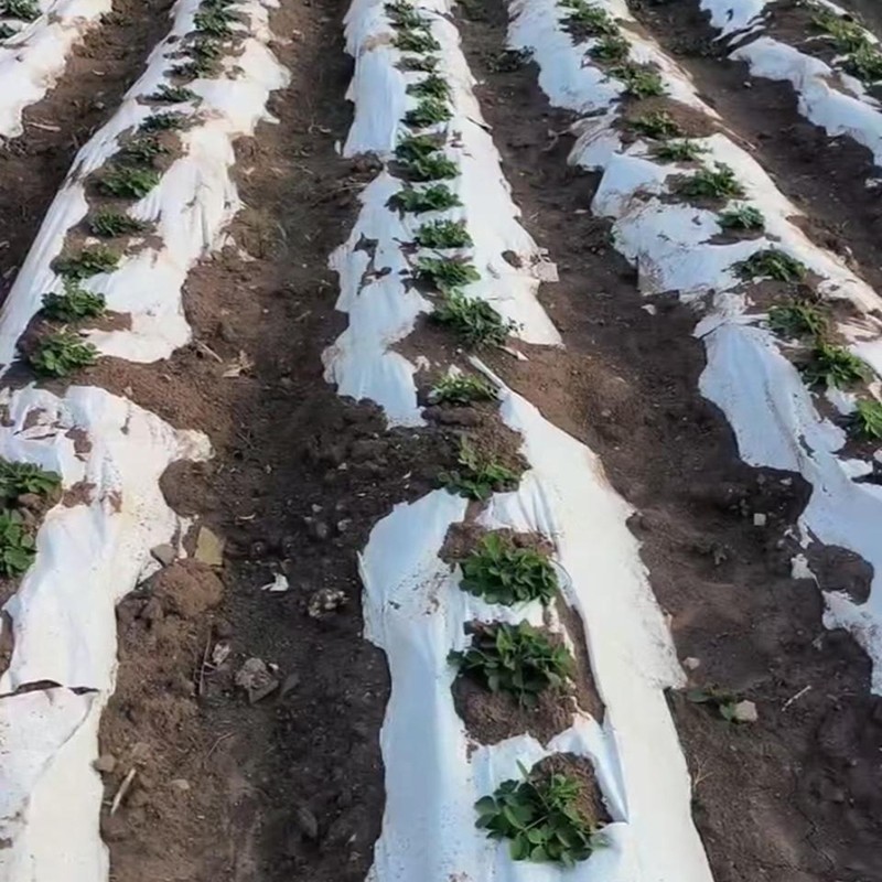 Biodegradable Mulch Paper For Vegetable factory