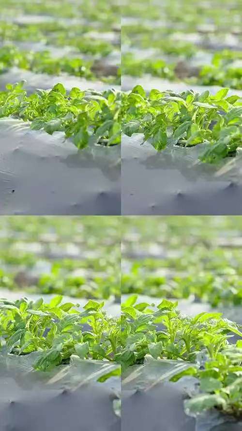 Biodegradable Mulch Paper For Vegetable high quality