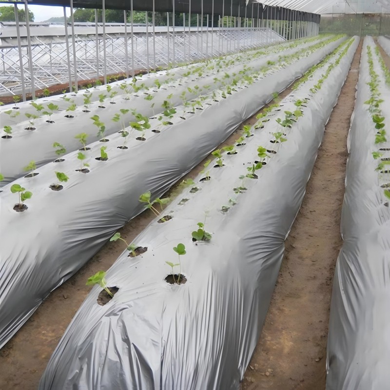 Nutrient-based Degradable Mulch Paper For Crop factory