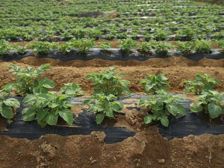 Nutrient-based Degradable Mulch Paper For Potato price