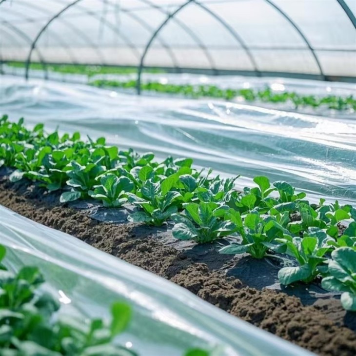 Nutrient-based Degradable Mulch Paper for Vegetable